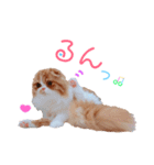 I am Fluffy Cat 2（個別スタンプ：24）