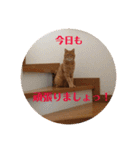 茶色の毎日（個別スタンプ：13）