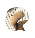 シバキチ日記(柴犬)（個別スタンプ：1）
