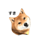 シバキチ日記(柴犬)（個別スタンプ：2）