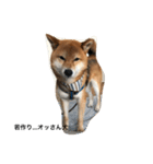 シバキチ日記(柴犬)（個別スタンプ：4）