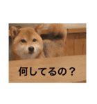 シバキチ日記(柴犬)（個別スタンプ：5）