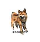 シバキチ日記(柴犬)（個別スタンプ：6）