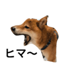 シバキチ日記(柴犬)（個別スタンプ：7）