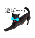 甲斐犬しお（個別スタンプ：1）