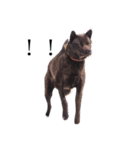 甲斐犬しお（個別スタンプ：2）