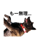 甲斐犬しお（個別スタンプ：3）