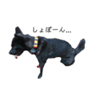 甲斐犬しお（個別スタンプ：8）