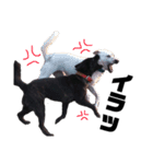 甲斐犬しお（個別スタンプ：10）