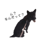 甲斐犬しお（個別スタンプ：16）