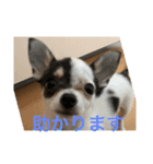 犬のピノ3（個別スタンプ：1）