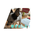 犬のピノ3（個別スタンプ：2）