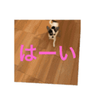 犬のピノ3（個別スタンプ：3）