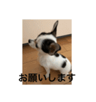 犬のピノ3（個別スタンプ：4）