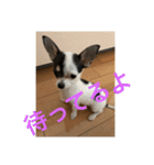 犬のピノ3（個別スタンプ：6）
