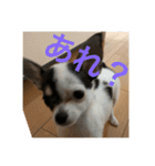 犬のピノ3（個別スタンプ：7）