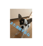 犬のピノ3（個別スタンプ：8）