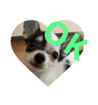 犬のピノ3（個別スタンプ：9）