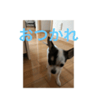 犬のピノ3（個別スタンプ：10）