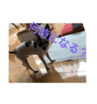 犬のピノ3（個別スタンプ：12）