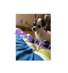 犬のピノ3（個別スタンプ：13）