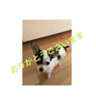 犬のピノ3（個別スタンプ：16）