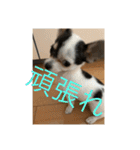 犬のピノ3（個別スタンプ：17）