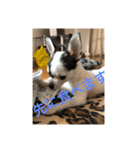 犬のピノ3（個別スタンプ：19）