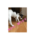 犬のピノ3（個別スタンプ：20）