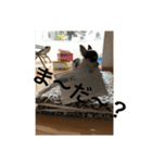 犬のピノ3（個別スタンプ：21）