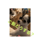 犬のピノ3（個別スタンプ：22）