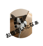 犬のピノ3（個別スタンプ：23）