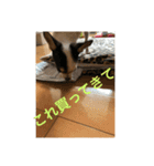 犬のピノ3（個別スタンプ：24）