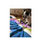 犬のピノ3（個別スタンプ：25）