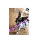 犬のピノ3（個別スタンプ：26）