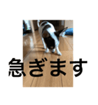 犬のピノ3（個別スタンプ：27）