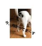 犬のピノ3（個別スタンプ：28）