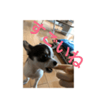犬のピノ3（個別スタンプ：29）