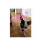 犬のピノ3（個別スタンプ：30）