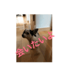 犬のピノ3（個別スタンプ：31）
