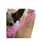 犬のピノ3（個別スタンプ：32）