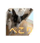 犬のピノ3（個別スタンプ：33）