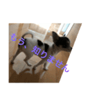 犬のピノ3（個別スタンプ：34）
