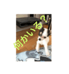 犬のピノ3（個別スタンプ：35）