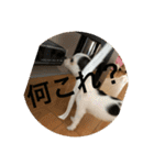 犬のピノ3（個別スタンプ：36）