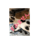 犬のピノ3（個別スタンプ：37）