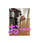 犬のピノ3（個別スタンプ：38）