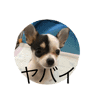 犬のピノ3（個別スタンプ：39）