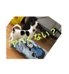 犬のピノ3（個別スタンプ：40）