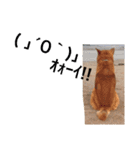 キンタとミミ（個別スタンプ：5）